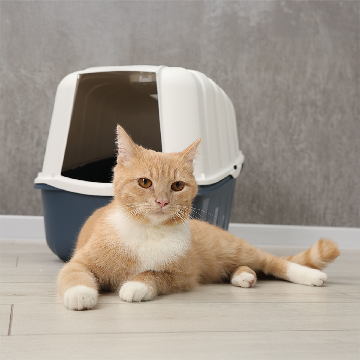 Gato naranja acostado al lado de su arenero.jpg